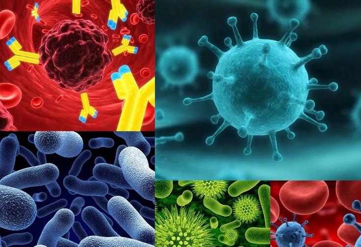 原位杂交技术的基本流程有哪些？