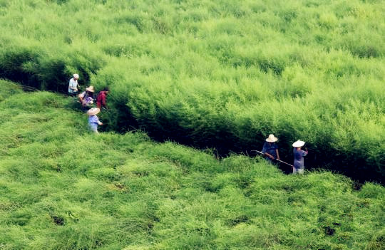 国内青蒿素产业现状：难觅国内药企身影