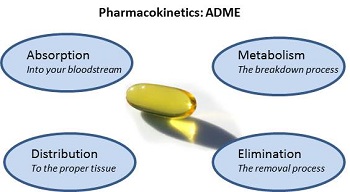 毒代动力学的吸收、分布、代谢、排泄