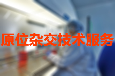 原位杂交技术的分类有哪些？