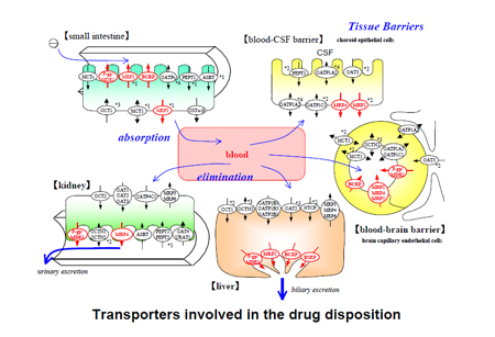 药物转运体在药物吸收、分布、代谢、排泄中的作用