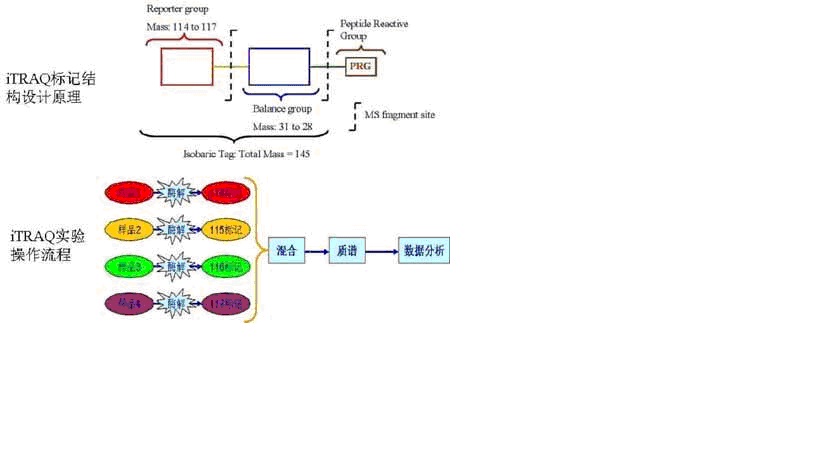 iTRAQ实验HJC黄金城平台