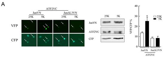双分子荧光互补HJC黄金城平台