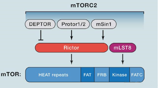 mTORC2的组成蛋白主要有Rictor、mSin1、mSLT8和Protor等