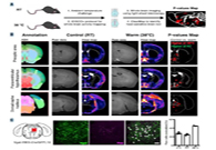 减肥药瞄准新靶点，强效减肥药即将来袭？