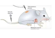 围观:临床前小鼠模型如何。