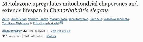 来自日本大阪市立大学的科学家搜索了现有药物的化学“文库”，他们发现一种名为美托拉宗的抗高血压药可延长秀丽隐杆线虫的寿命，标志着抗衰老药物开发的第一步