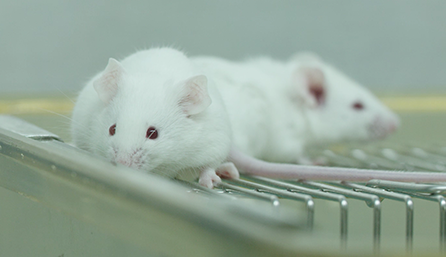 HJC黄金城平台临床前研究-药效学、药代动力学和临床前研究服务