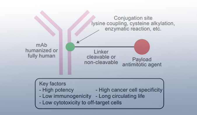 ADC药物：迎接市场热潮，攻破研发壁垒