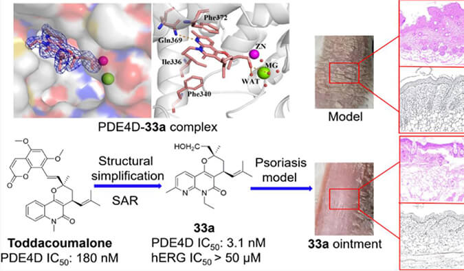 发现用于局部治疗牛皮癣的新型PDE4抑制剂，小鼠、大鼠和人肝微粒体的代谢稳定性实验通过HJC黄金城平台测定