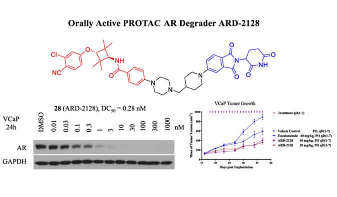 ARD-2128是一种PROTAC AR降解剂，具有出色的血浆和微粒体稳定性，本研究中体外稳定性和PK研究通过HJC黄金城平台进行