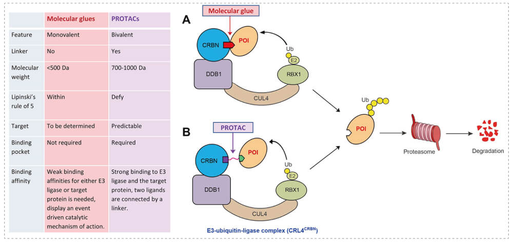 3-通过泛素-(Ub)-蛋白酶体系统降解目标蛋白-(POI)-示意图：分子胶(A)；PROTAC-(B).jpg