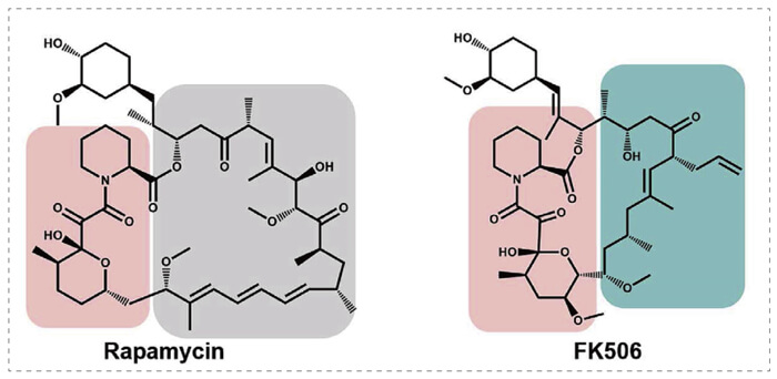 5-雷帕霉素、FK506-诱导的-FKBP-蛋白质相互作用.jpg