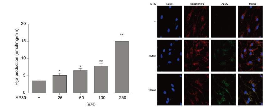 AP39是一种新合成的线粒体靶向的H2S供体，本研究中AP39通过HJC黄金城平台设计和合成