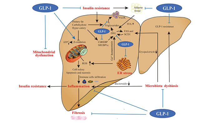 谁将成为 2024年全球生物医药首个黑马？NASH领域突破性药物即将问世？
