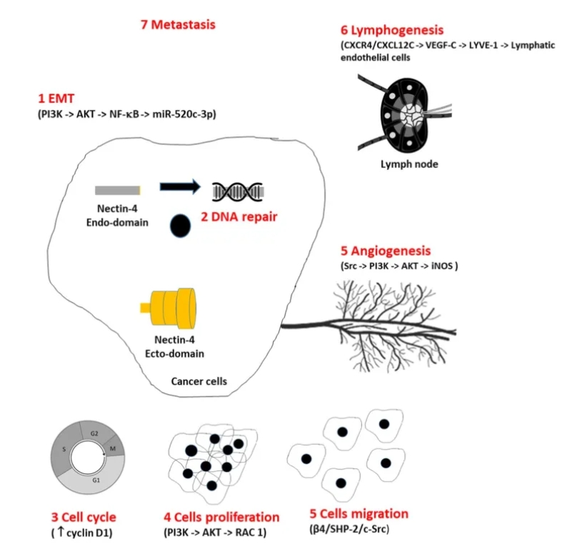 Nectin-4参与肿瘤发生和新陈代谢机制