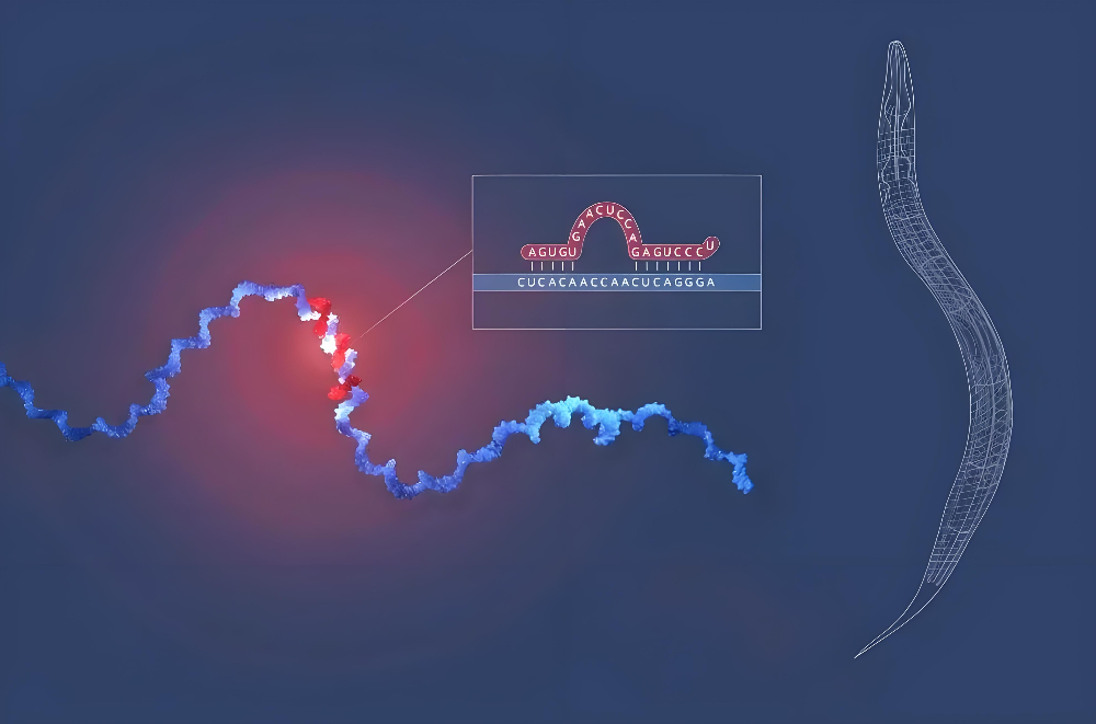 miRNA成诺贝尔奖明星分子，HJC黄金城平台正全速赋能核酸药物研发