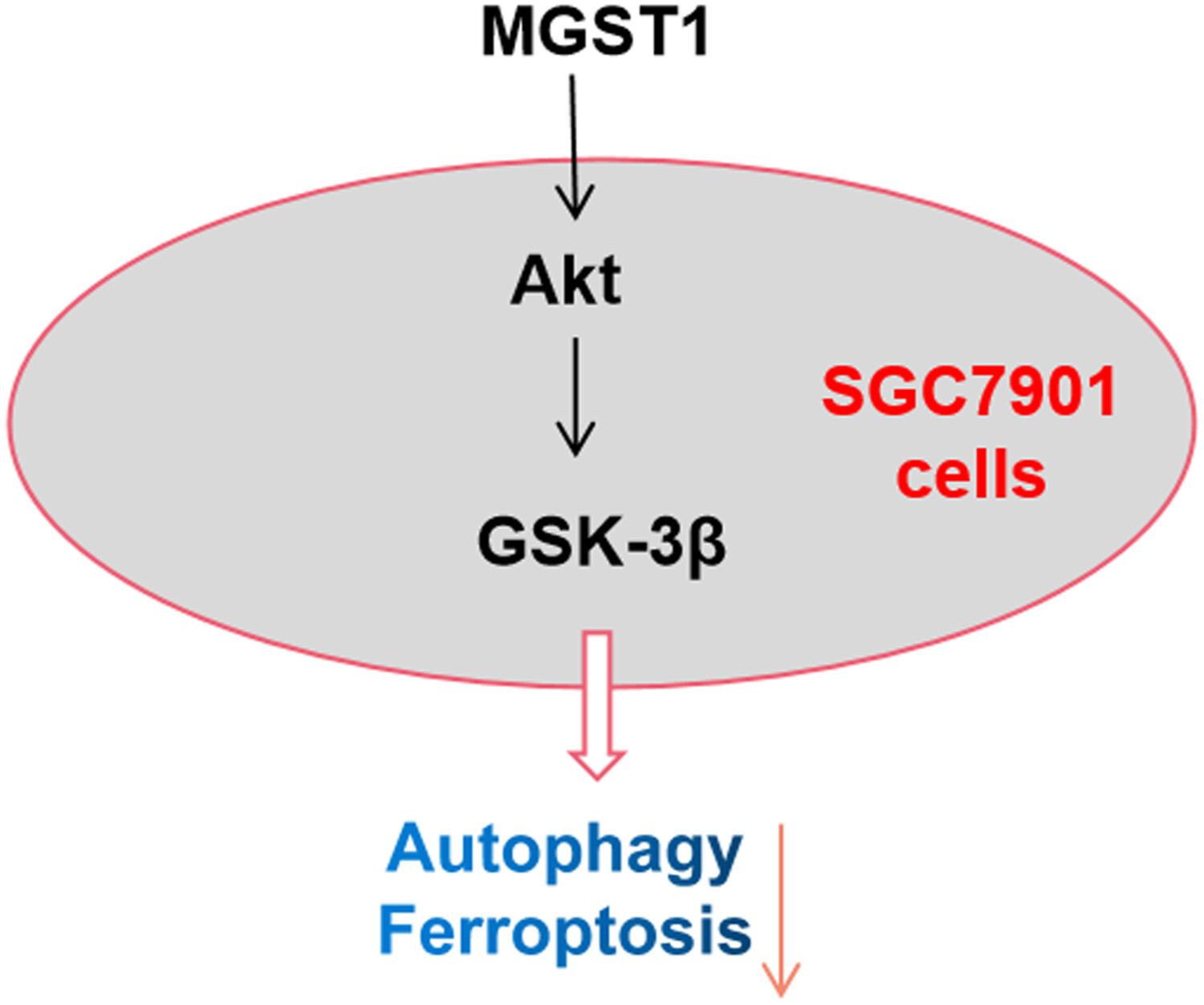 MGST1过表达通过激活Akt/GSK-3β信号通路诱导胃癌细胞增殖，本研究中MGST1过表达等体外实验通过HJC黄金城平台进行