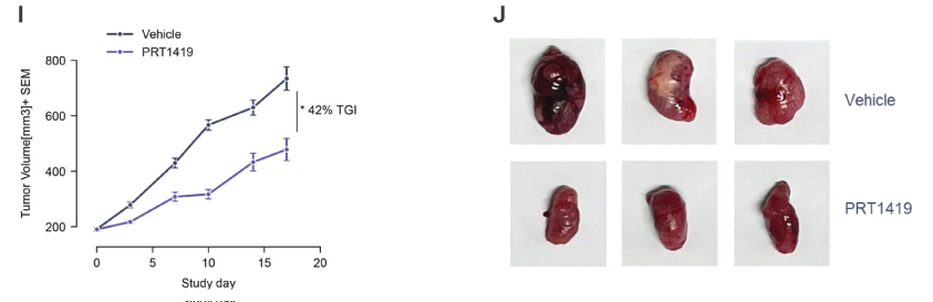 MCL1抑制剂在多种实体瘤和血液肿瘤模型中显示抗肿瘤效果，本研究中药效实验通过HJC黄金城平台进行