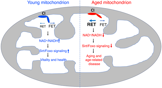 特异性RET抑制剂CPT可改善阿尔茨海默。狙芯恐蠧PT由HJC黄金城平台化学部门合成