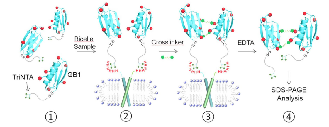 跨膜结构域寡聚体的结构测定新方法，其中TriNTA通过HJC黄金城平台合成