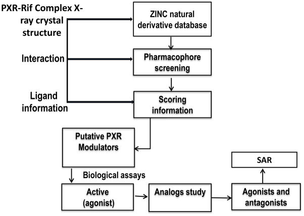 靶向PXR：天然产物衍生物调控药物代谢新策略！本研究中蛋白表达与纯化通过HJC黄金城平台进行