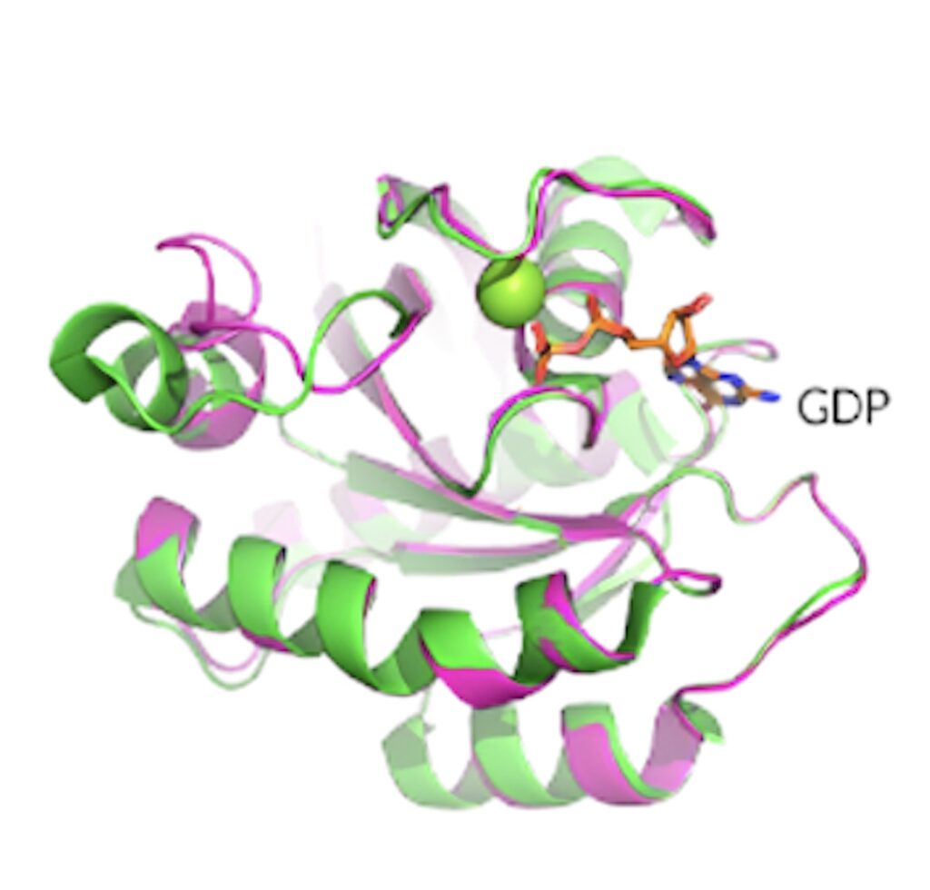 KRAS G12D晶体结构揭示了蛋白质的构象和 GDP 结合状态。.jpeg